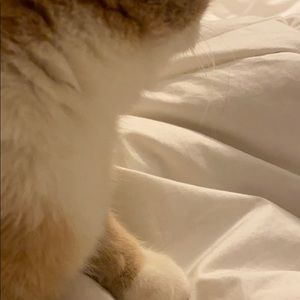 Meet your Posher, Bruce